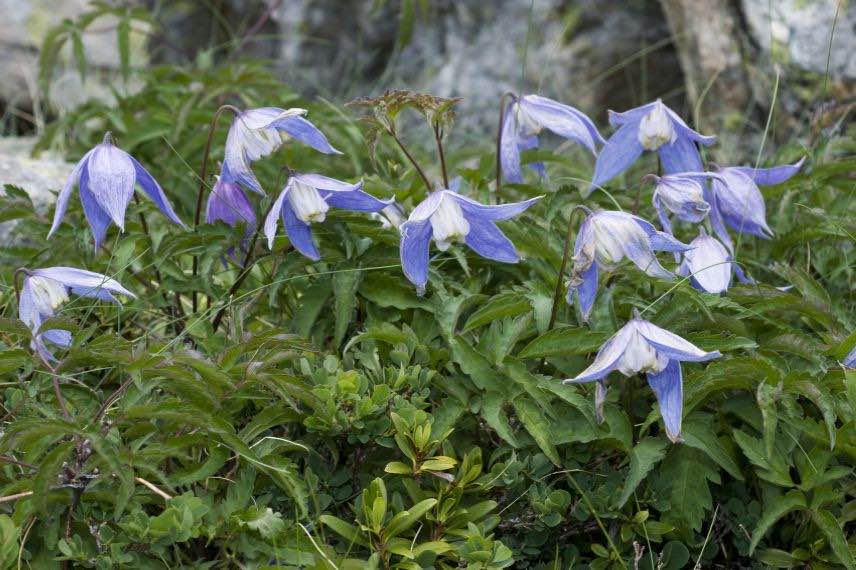 clematis alpina