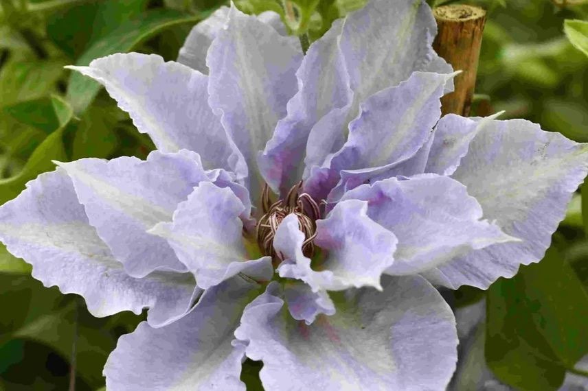 plante grimpante à fleurs doubles