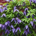 7 clématites à floraison printanière
