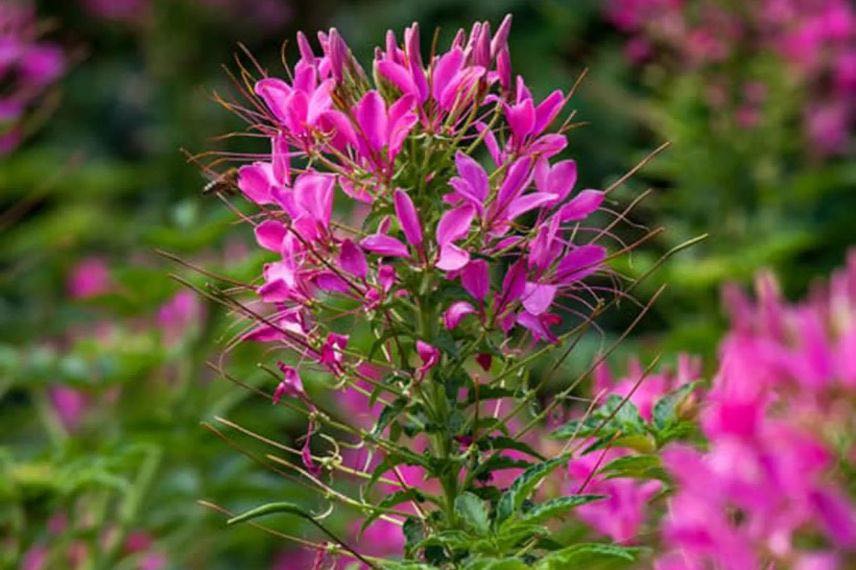 cleome