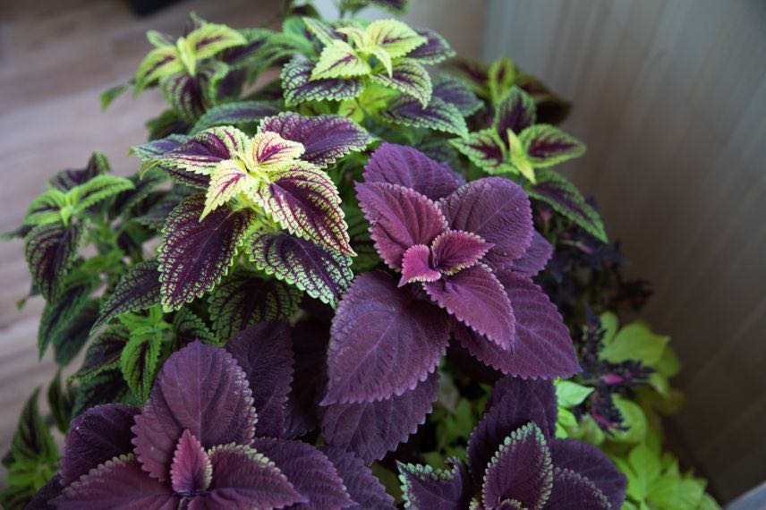 Coleus