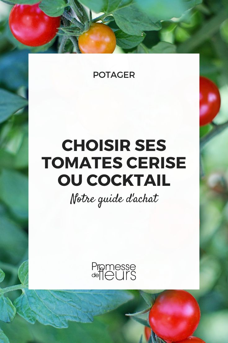 plants de tomate cerise ou cocktail