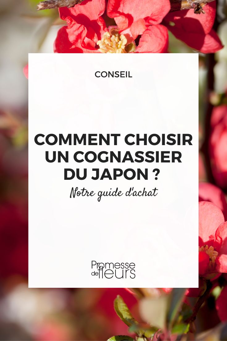 guide d'achat cognassier du japon