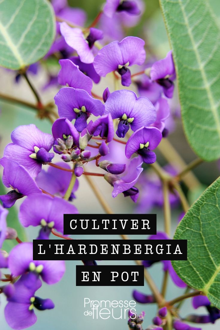 fleurs de Hardenbergia