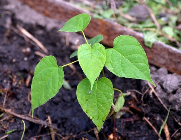 Comment multiplier le Catalpa ?