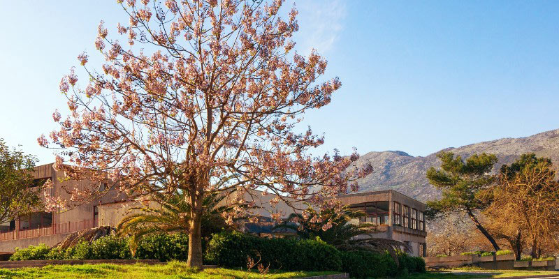 Paulownia tomentosa, Arbre imperial