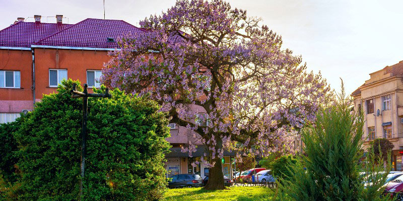 Paulownia tomentosa