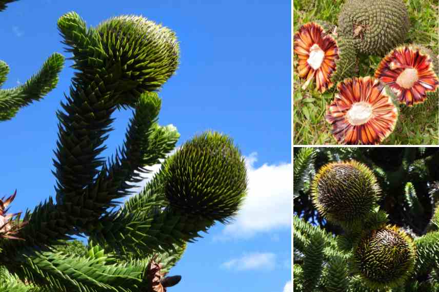 reconnaitre cones fruits Araucaria