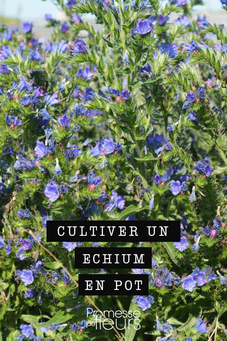 culture echium viperine pot ou bac