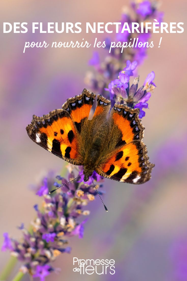 Les fleurs préférées des papillons