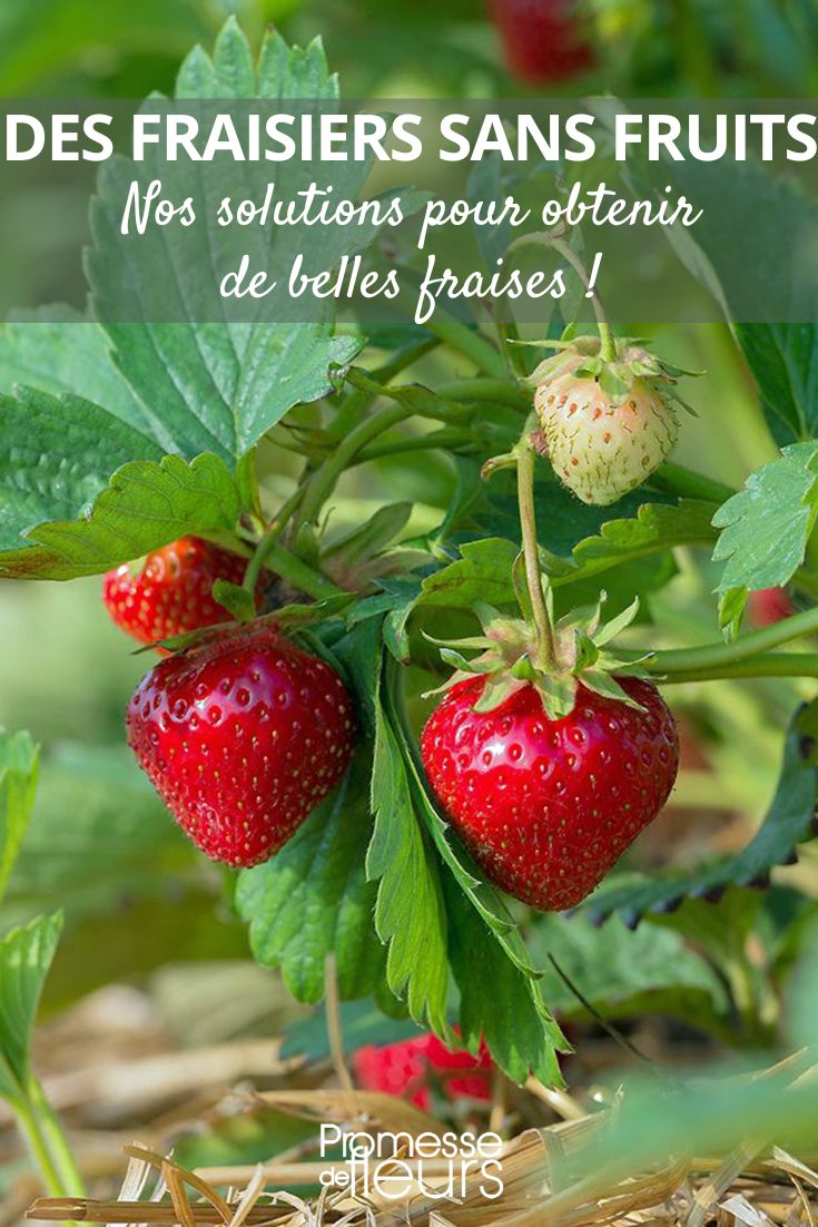 fraises