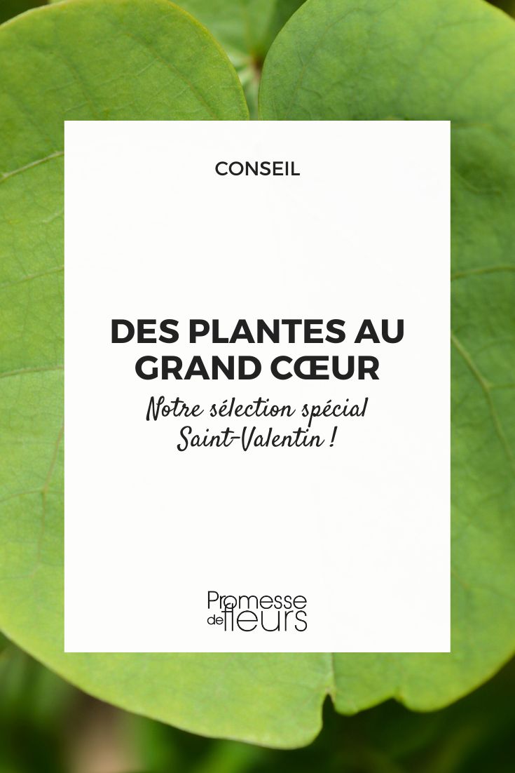 plantes feuilles ou fleurs en coeur