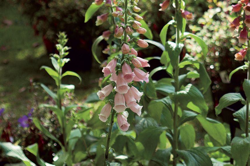 Digitalis Suttons Apricot