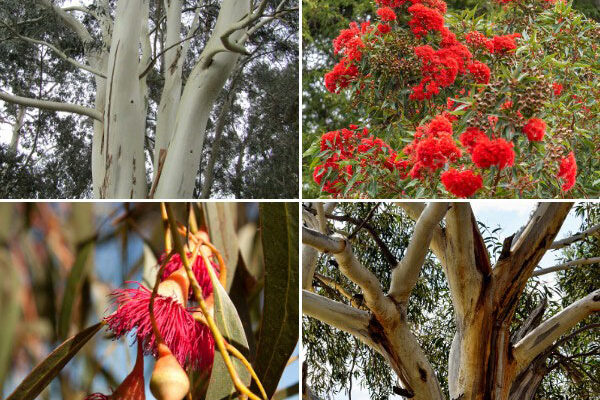 Eucalyptus : nos nouveautés 2024