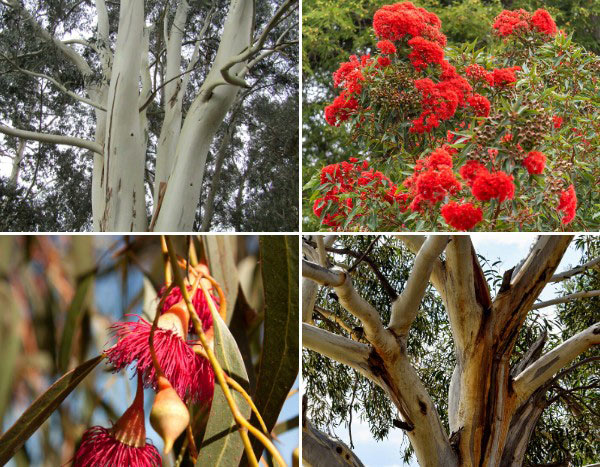 Eucalyptus : nos nouveautés 2024