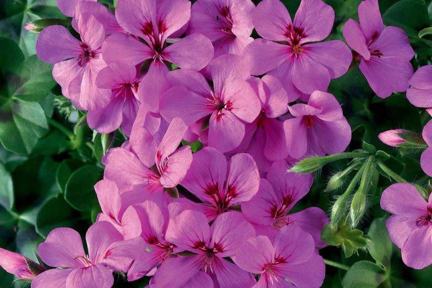 pelargonium