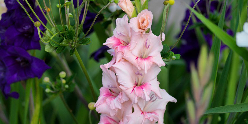 Glaïeul à fleurs roses