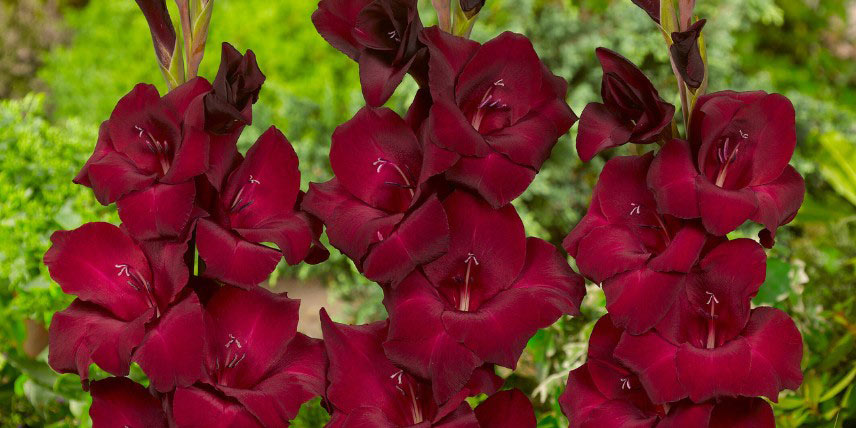 Glaïeuls à fleurs rouge foncé