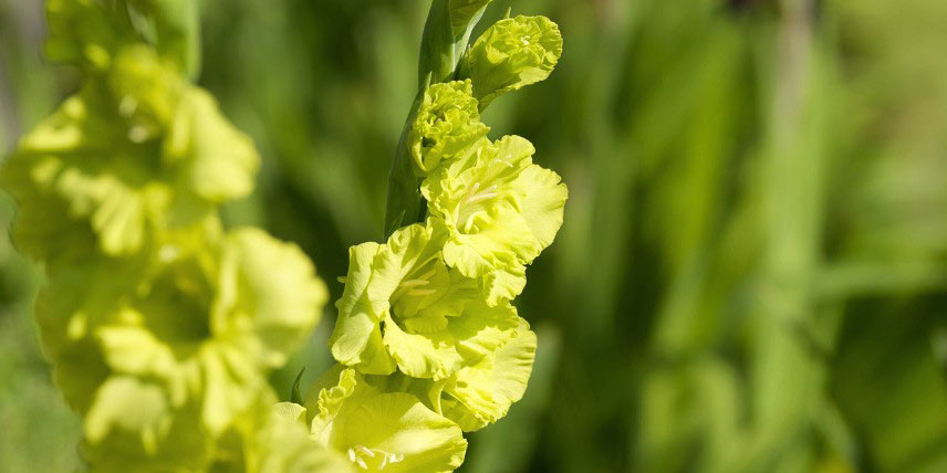 Glaïeul à fleurs vert clair à jaune