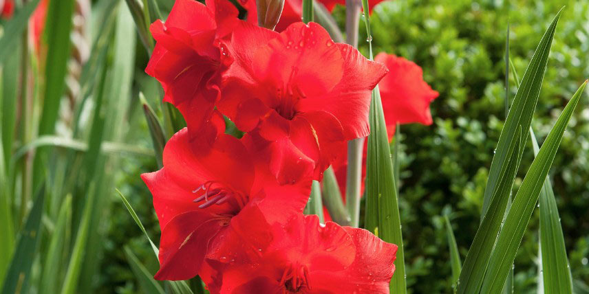 Glaïeul à fleurs rouge vif 