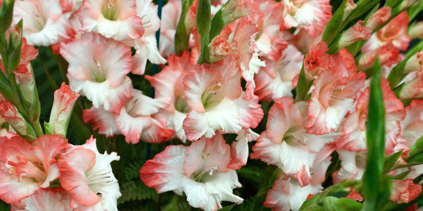 Glaïeul à fleurs roses et blanches