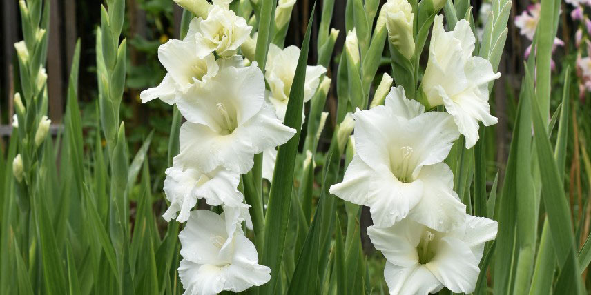 Glaïeul à fleurs blanches