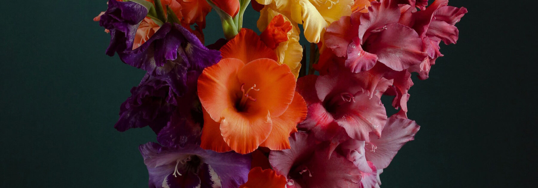 Les meilleurs glaïeuls pour bouquets