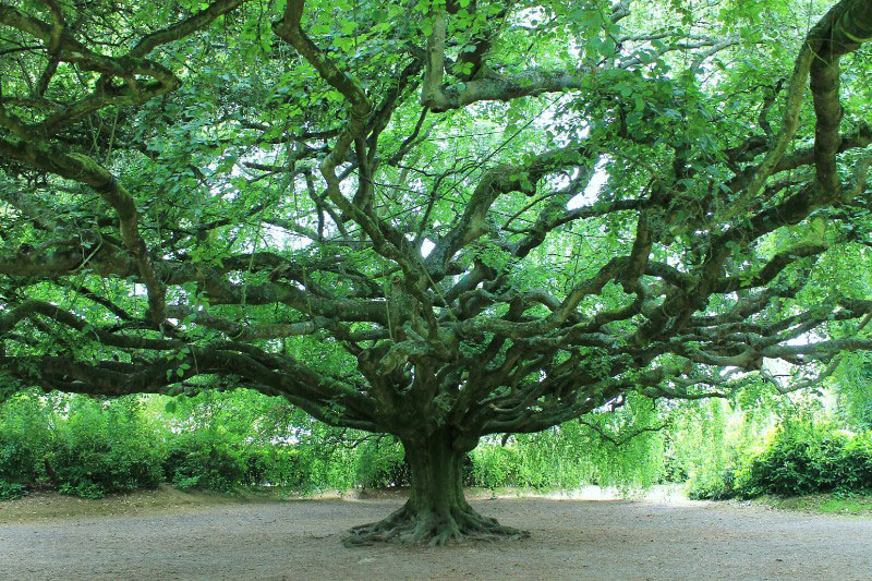 Fagus sylvatica 'Pendula', Bayeux