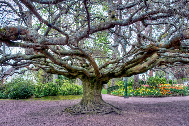 Arbre remarquable : Hêtre pleureur de Bayeux