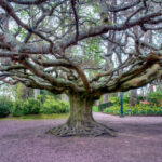 Votez pour le hêtre de Bayeux au concours de l'Arbre européen de l'année !