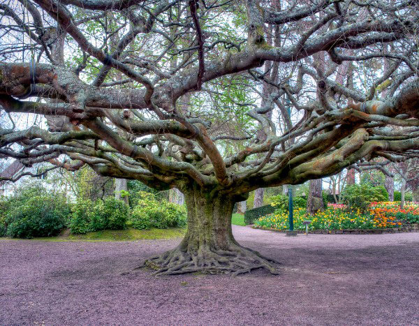 Votez pour le hêtre de Bayeux au concours de l'Arbre européen de l'année !