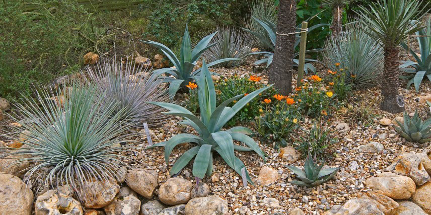 Jardin sec, plantes xérophytes, tendance Terre et Sable