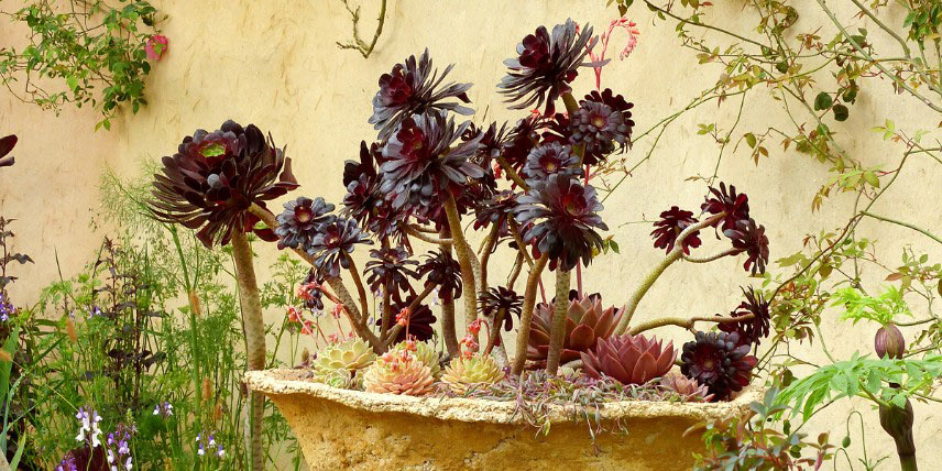 Aeonium et joubarbes