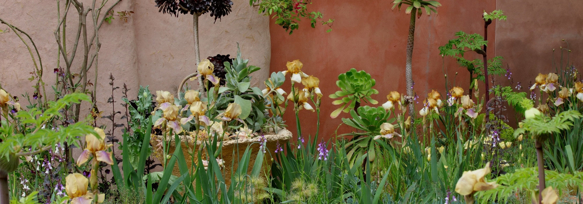 Terre et sable : la tendance jardin qui adopte les plantes du désert