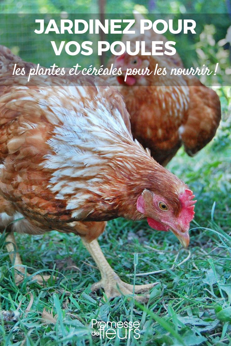 légumes cereales nourriture pour poules