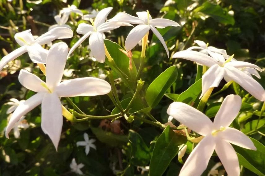 jasminum azoricum