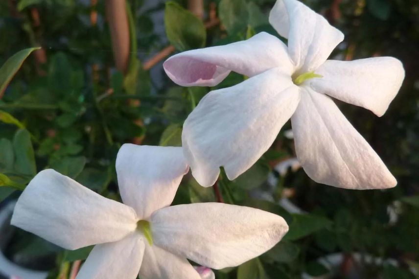 Jasmin à fleurs parfumées