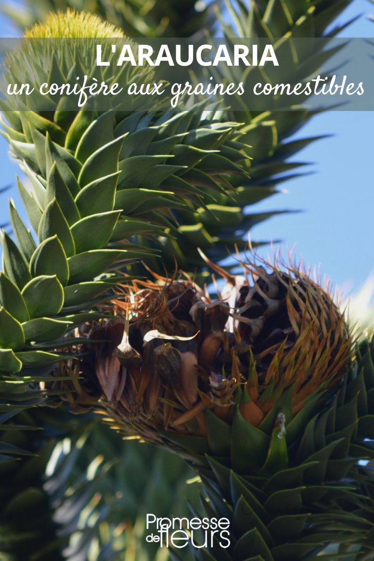 Araucaria - désespoir des singes