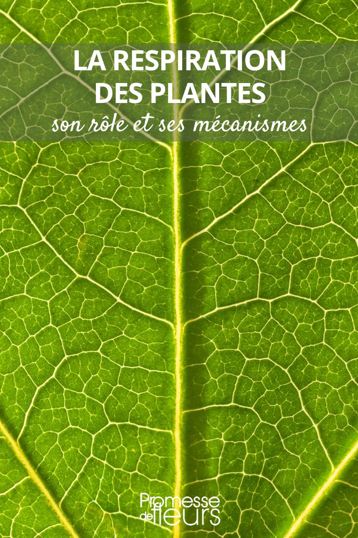 La respiration des plantes : un processus complexe et fascinant