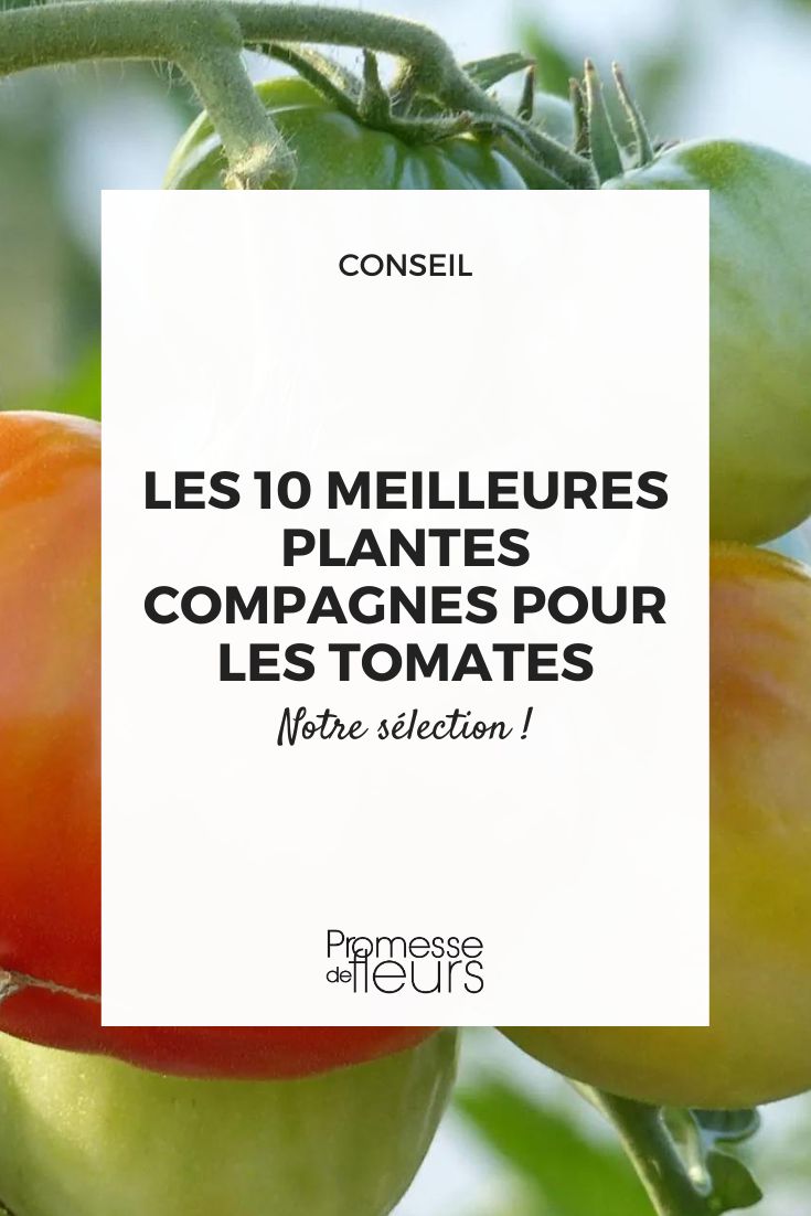 associer les tomates au potager