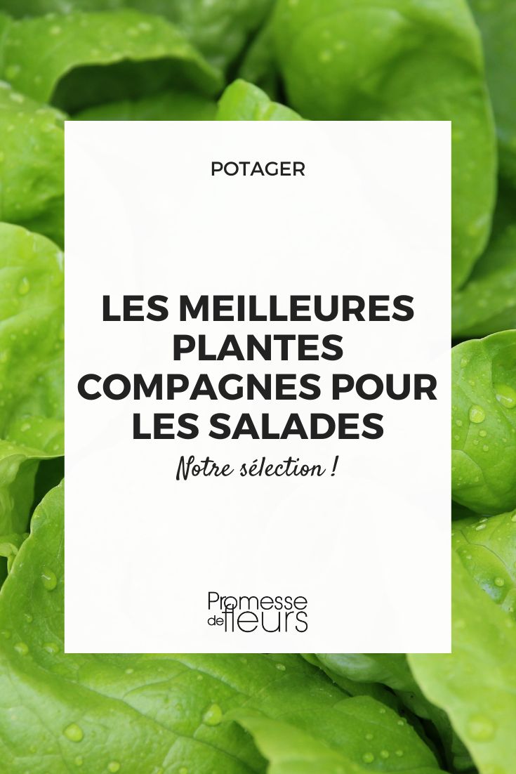 Le top des plantes compagnes bénéfiques pour vos salades