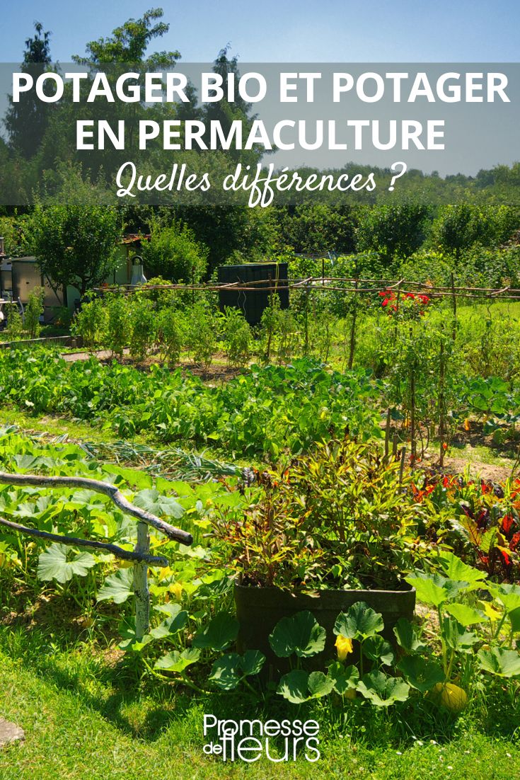 cultiver son potager