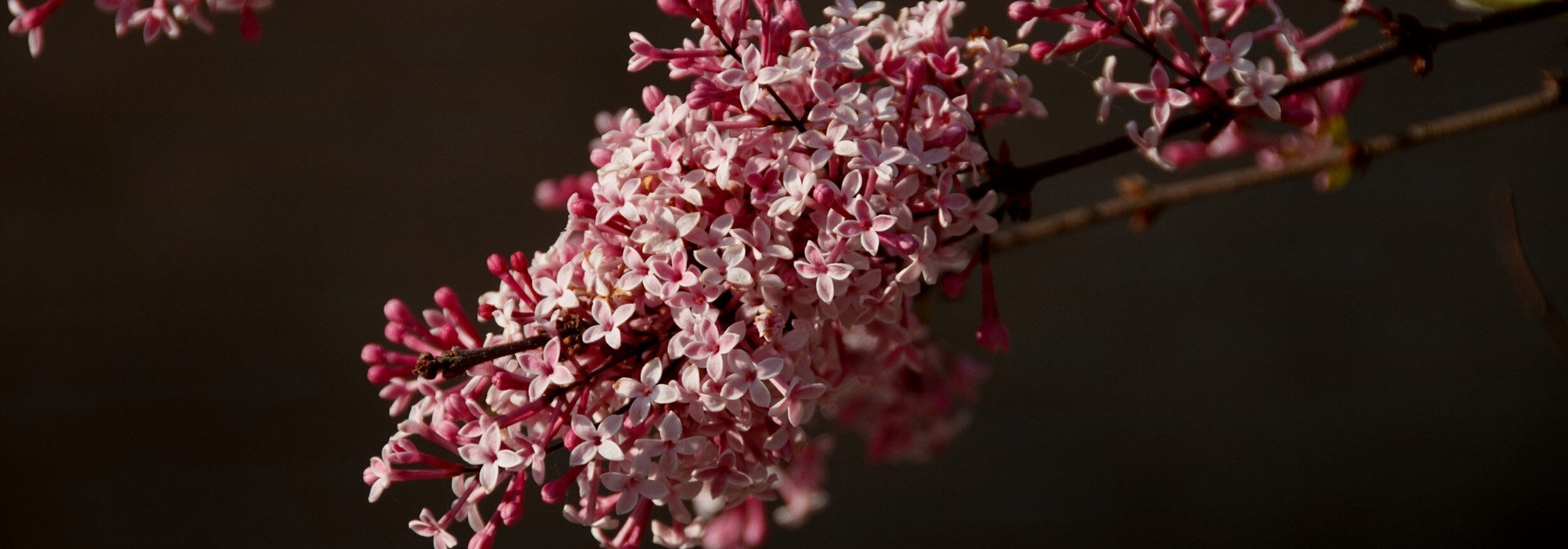 Les meilleurs lilas nains : pour pot ou petit jardin