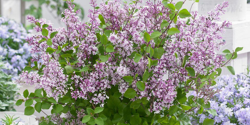 Lilas nain à fleurs mauves