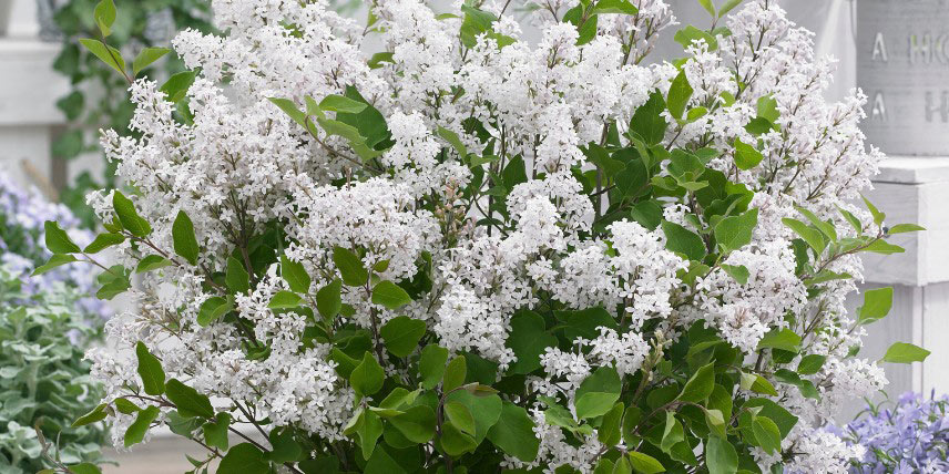 Variété naine de Lilas à fleurs blanches