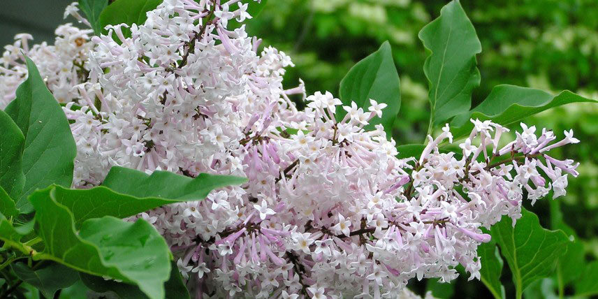 Lilas compact à fleurs blanches à rose pâle