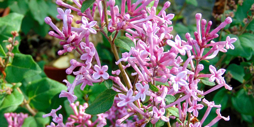 Lilas compact à fleurs roses