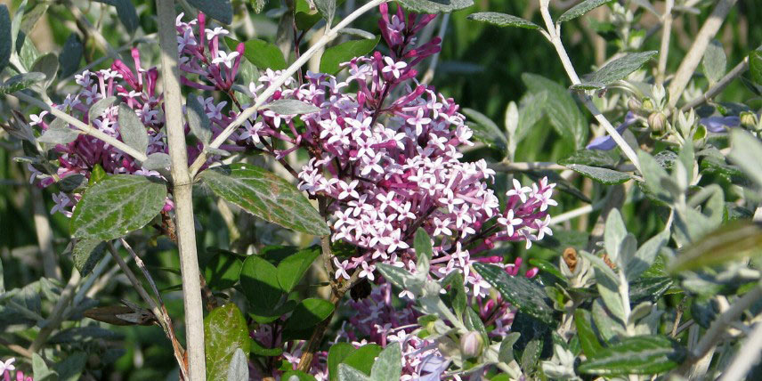 Lilas compact à fleurs rouge - rose pourpré