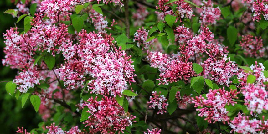 Lilas compact à fleurs roses