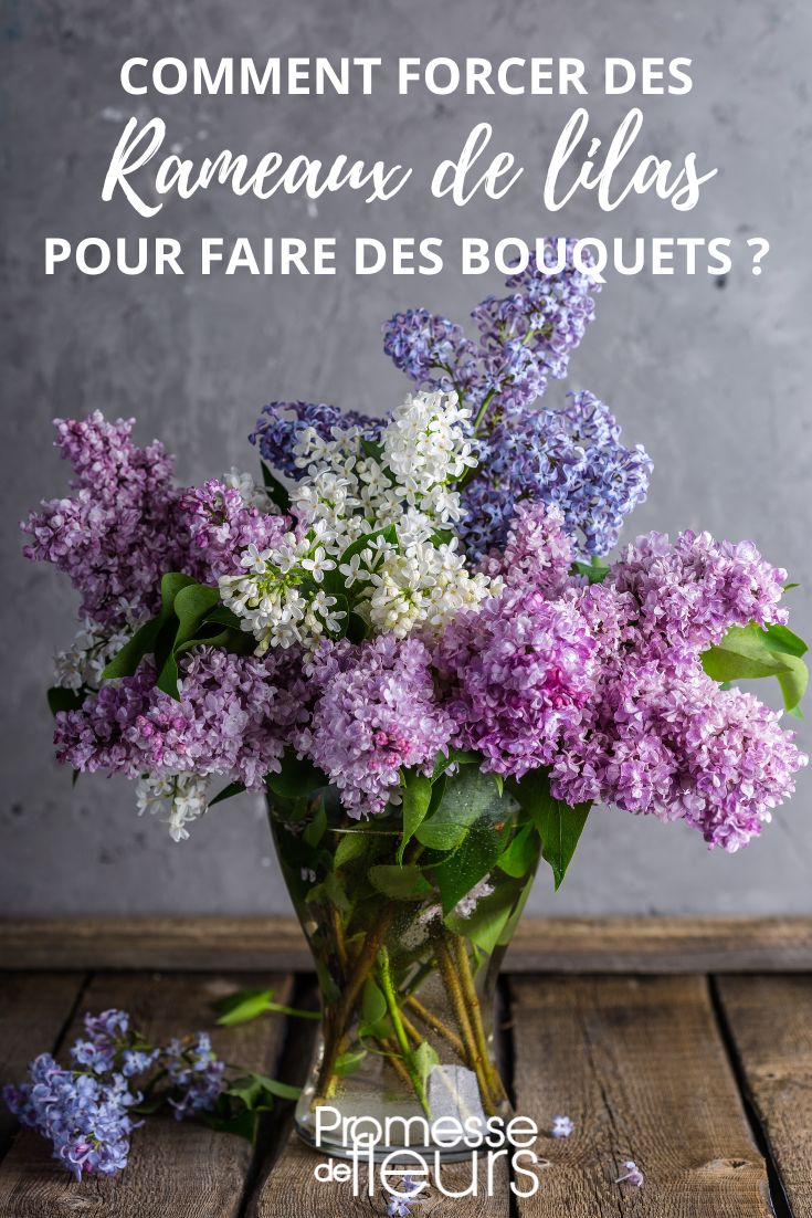 Faire fleurir les lilas en hiver